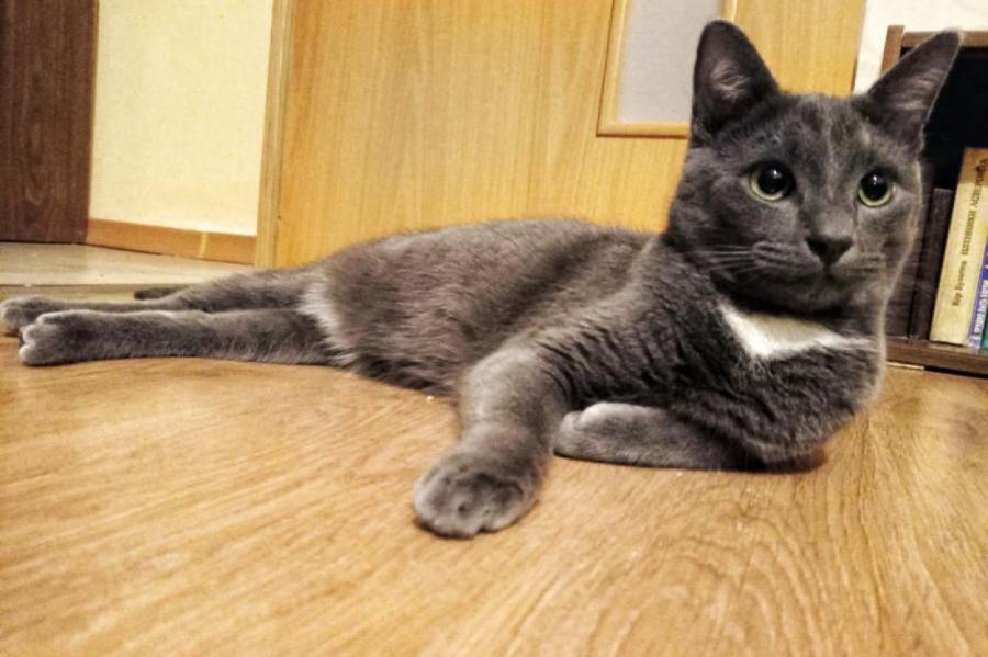 Почему кошка постоянно голодная: эксперты назвали 3 причины