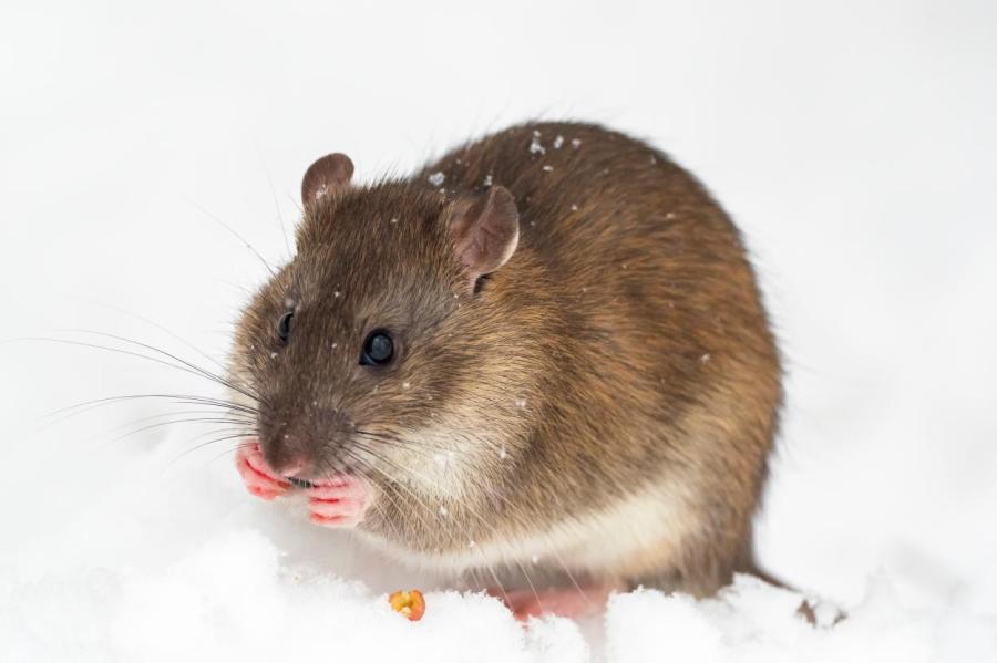 Ученые выяснили, что крысы могут чувствовать музыкальный ритм и двигаться в такт
