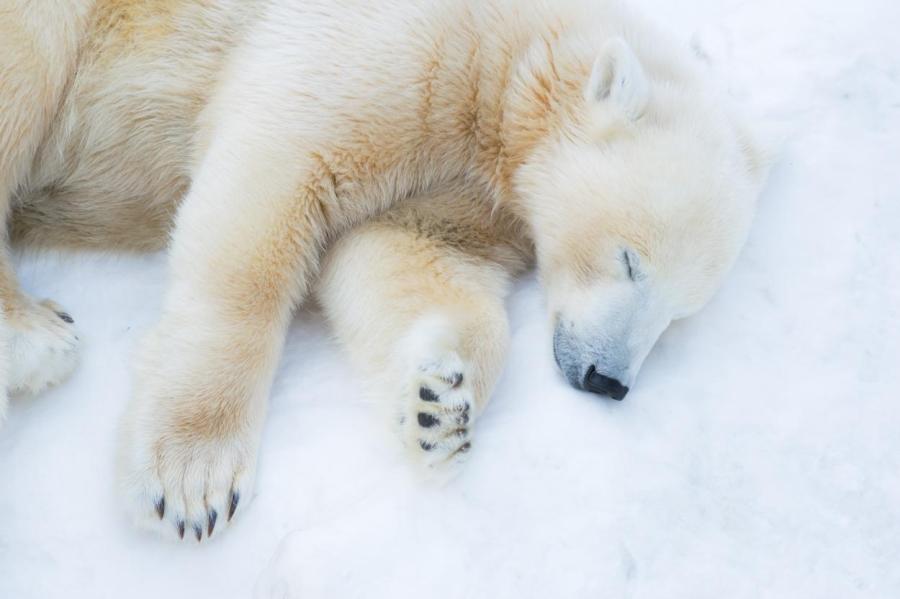 Грозный полярный медведь задремал в кровати из цветов
