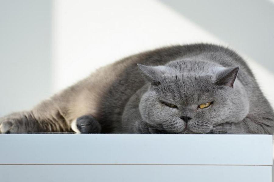 Почему кошки ложатся спать в ногах у человека: об этом должны знать все