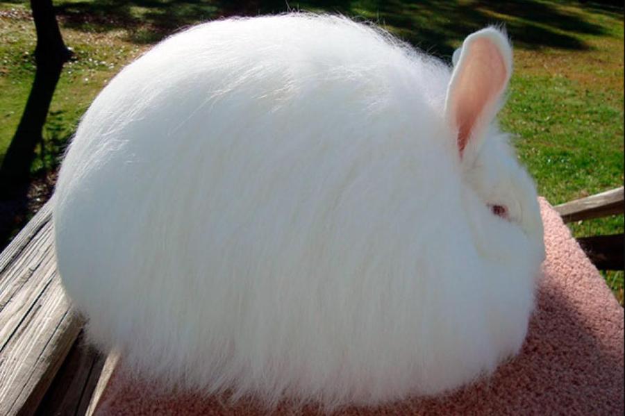 Ангорский кролик: самые интересные факты