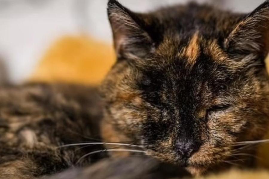 Самой старой кошке в мире исполнилось 27 лет