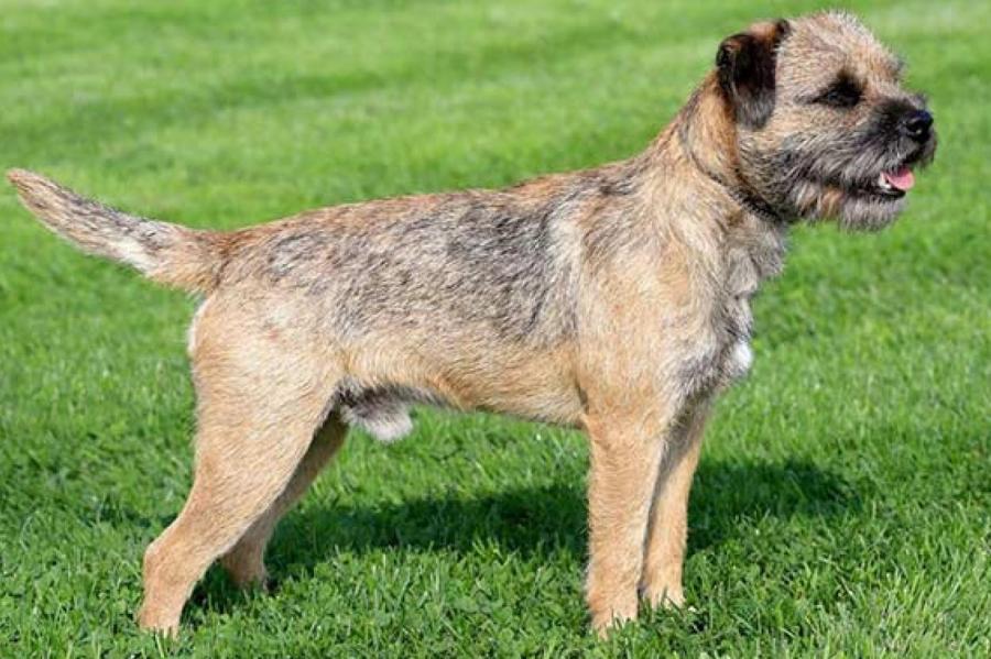 Британка нашла собаку, украденную у нее 12 лет назад