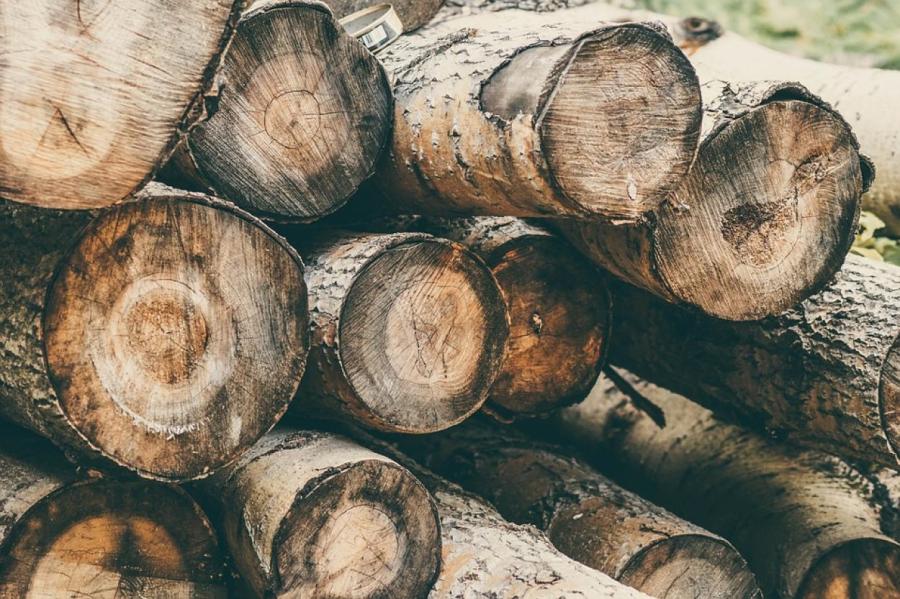 Госагентство леса призывает не использовать «кровавую древесину»