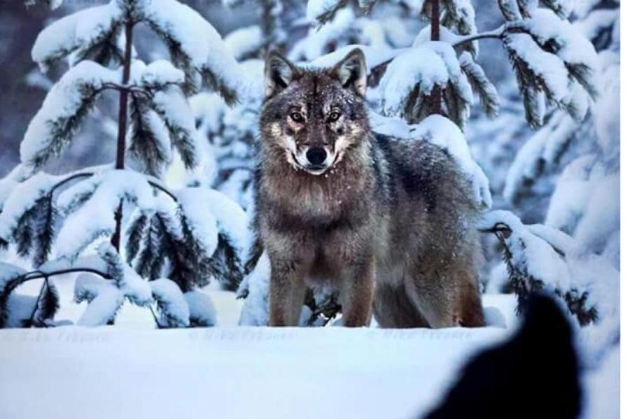 Жителей призывают сообщать о признаках присутствия волков