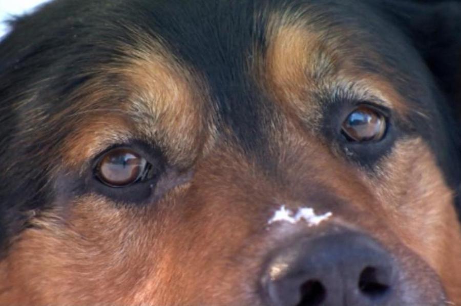 Правда ли, что холодный и мокрый нос это показатель здоровья собаки?