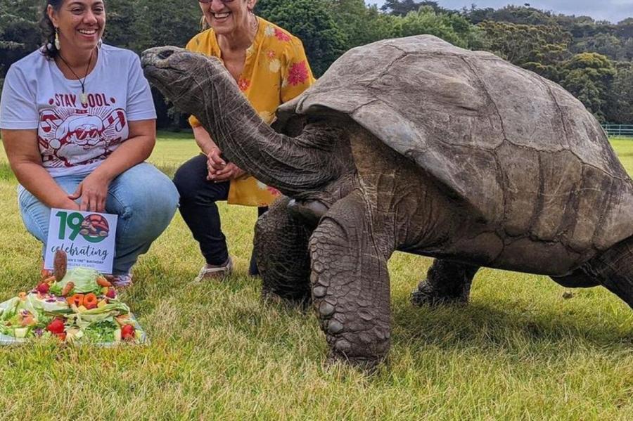 Старейшая в мире черепаха Джонатан отметила свое 190-летие