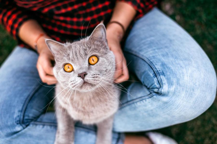 Как понять, что кошка вас любит: 12 признаков искреннего обожания