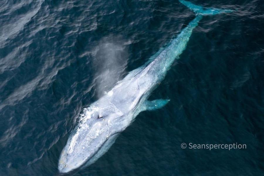 В Японии наблюдают за заблудившимся китом