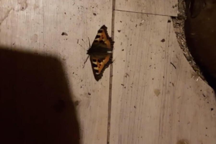Экологическая катастрофа - в Латвии проснулись бабочки