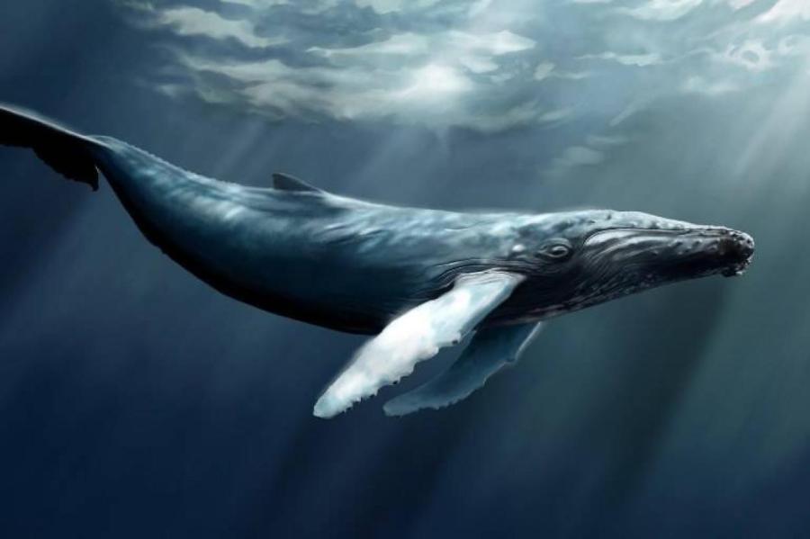 Почему киты стали такими огромными