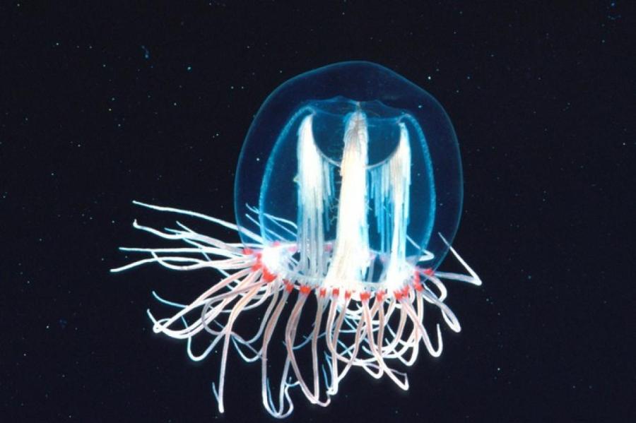 Раскрыт секрет бессмертия уникальной медузы