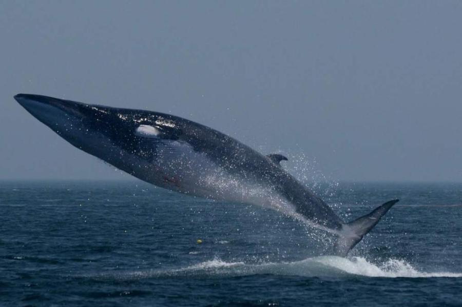 Редкий кит впервые за время наблюдений выбросился рядом с устьем Миссисипи