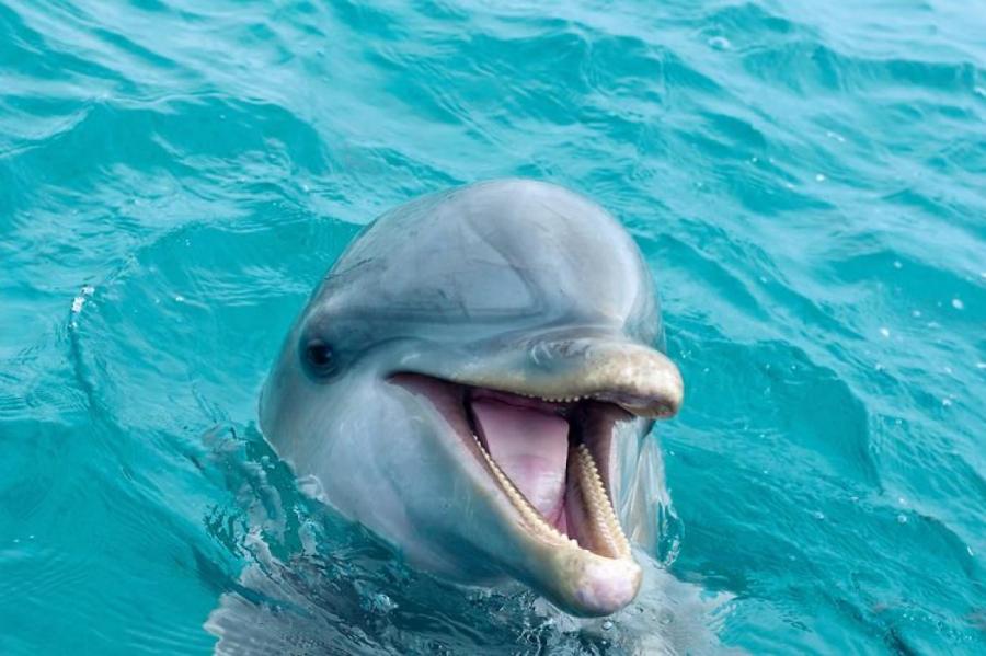 Невероятные факты о дельфинах и их способностях