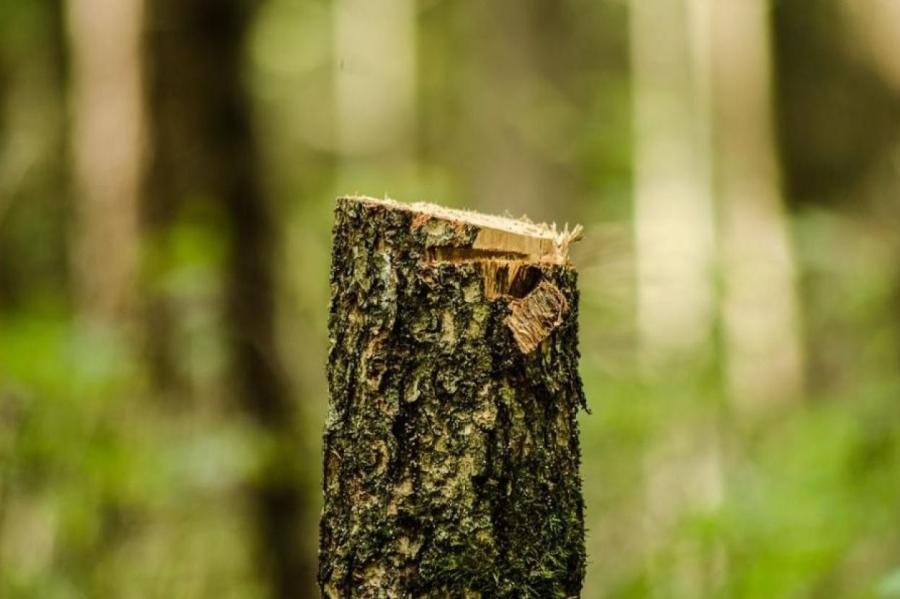 Суд Сатверсме оценит нормы правительства, позволяющие вырубать молодые леса