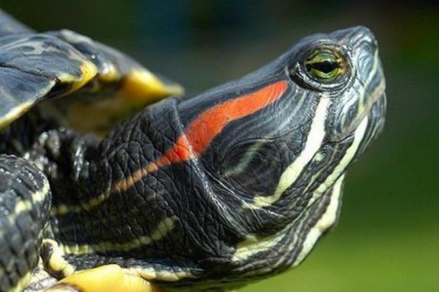 Выбираем домашних черепах: красноухая черепаха или болотная