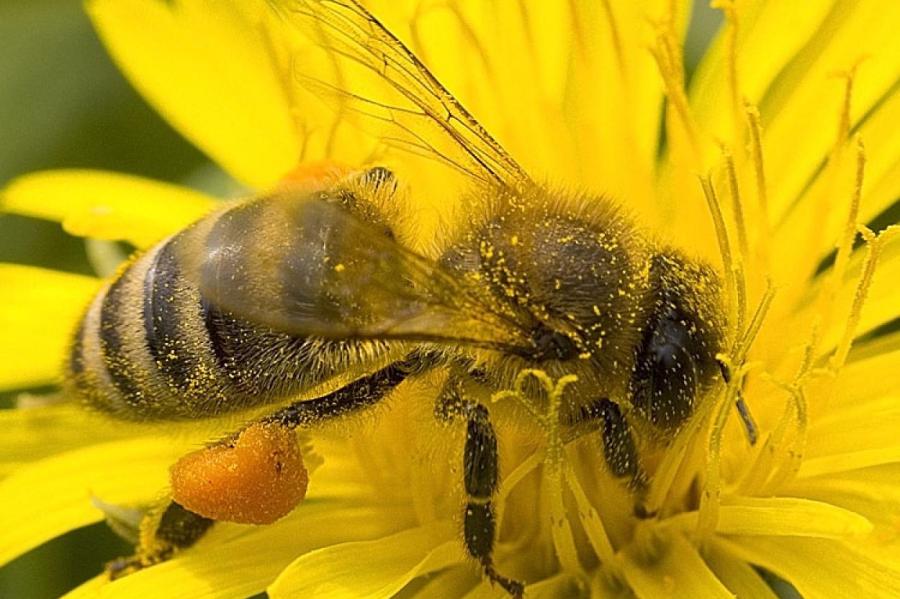 Время нектара. Пыльца медоносная пчела. Пчела с пыльцой на лапках. Пчела с обножкой. Плела собирает нектар.