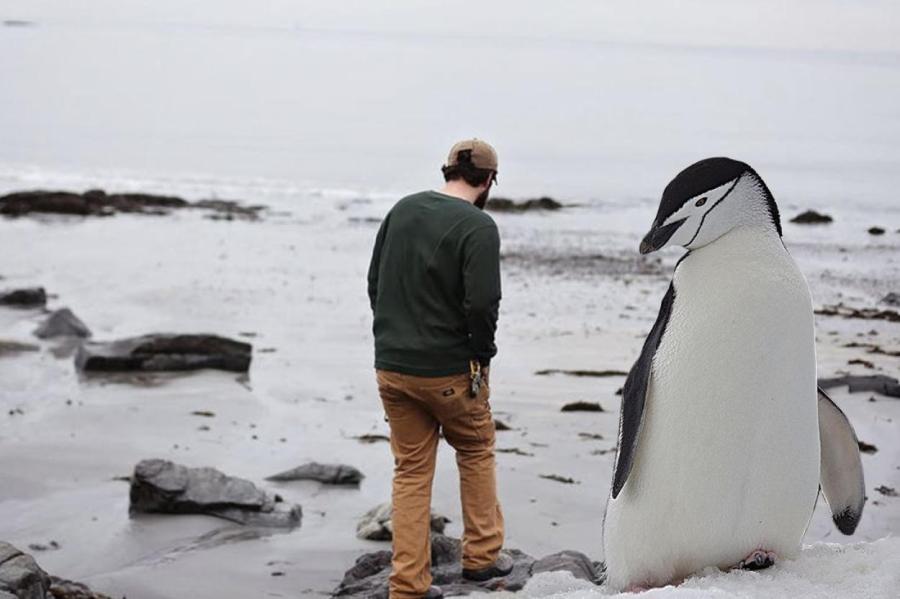 Окаменелости показывают, что самый большой пингвин весил 154 килограмма