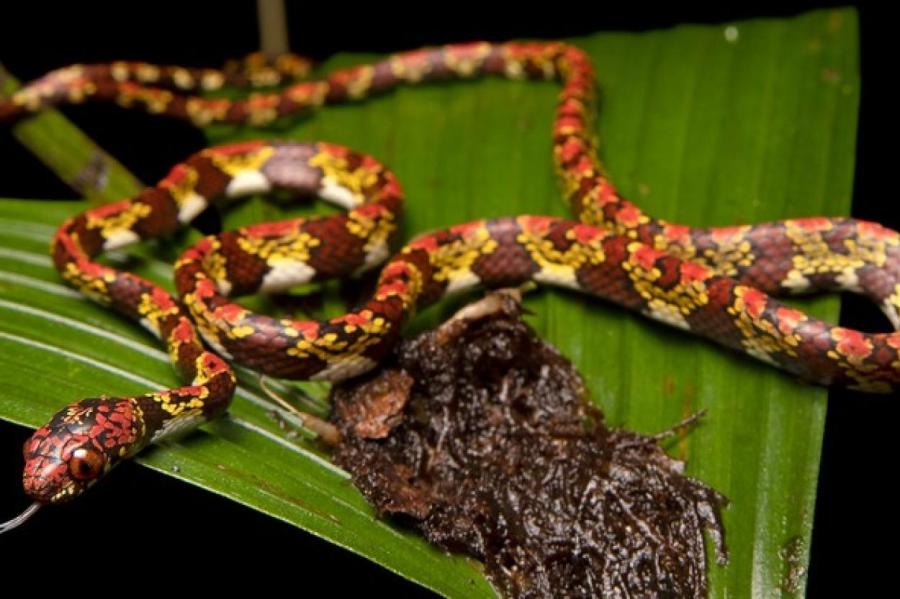 Змея Леонардо Ди Каприо с ярко-оранжевыми глазами обнаружена в джунглях Панамы