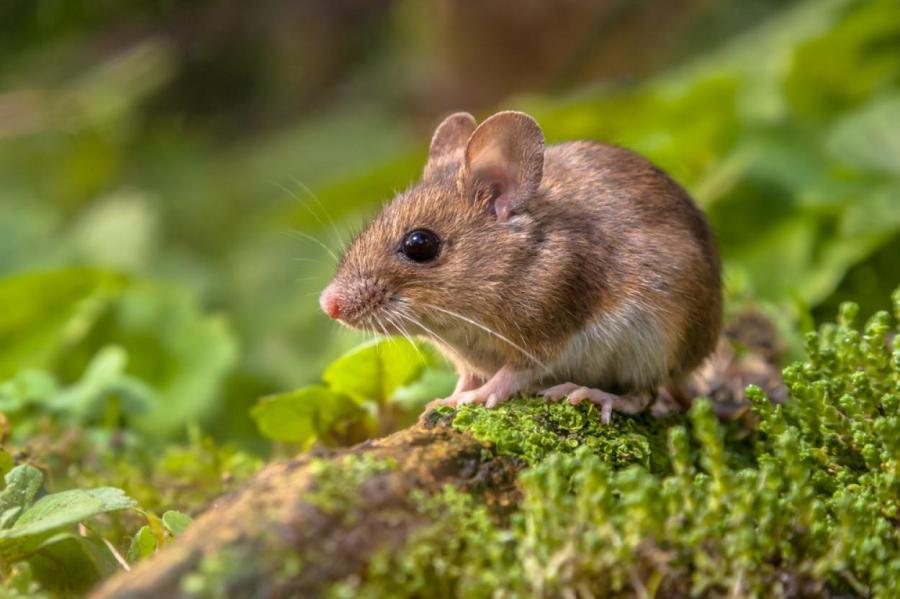Карманная мышь Пэт официально стала старейшей в мире