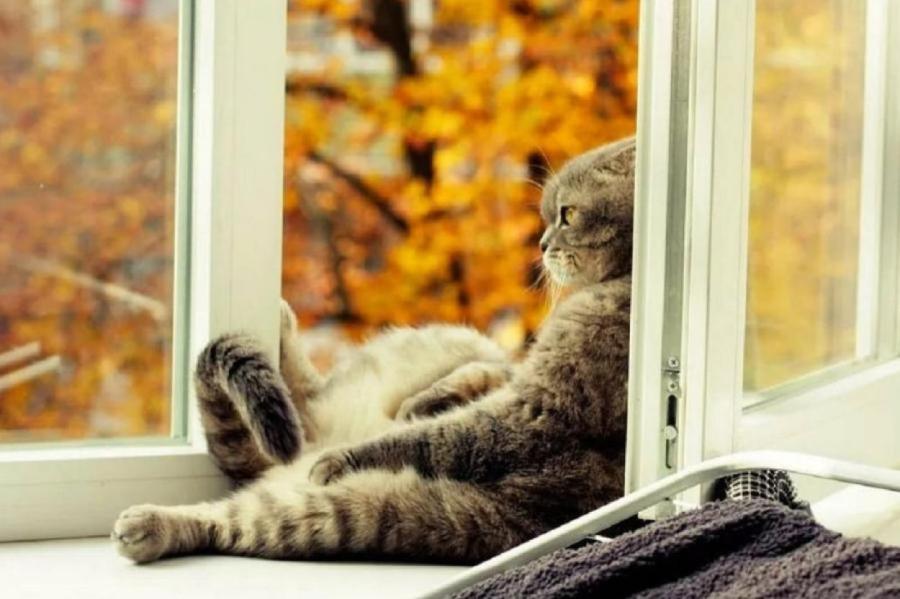 BB.lv: Почему кошка любит смотреть в окно: эксперты назвали две главные  причины