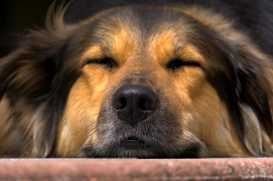 Почему собаки лижут ноги хозяина: причины и объяснения