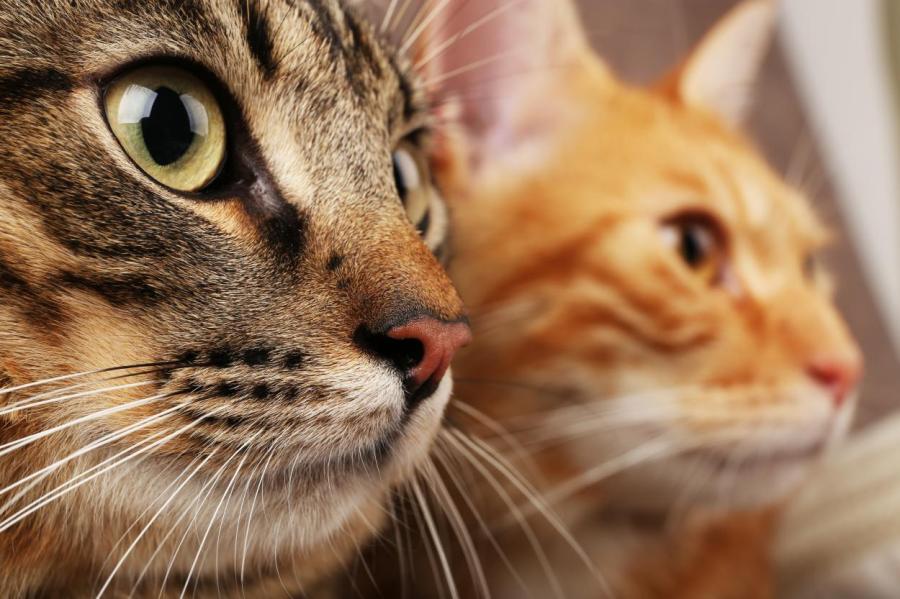 Исторические факты о котах, про которые вы не знали