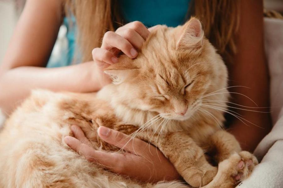 Чому коти люблять сидіти на своїх господарях: пухнасті секрети