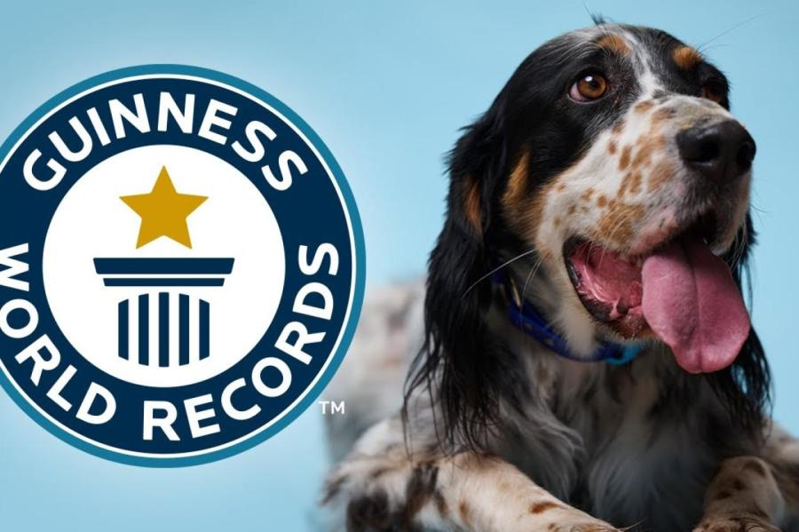 Новый рекордсмен. Как выглядит собака с самым длинным языком в мире