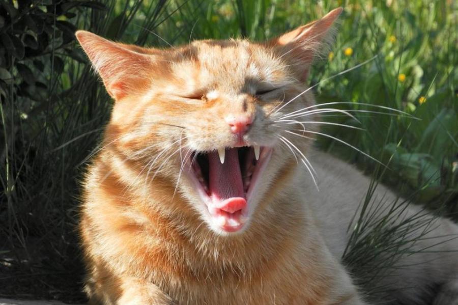 почему кричит кошка после еды