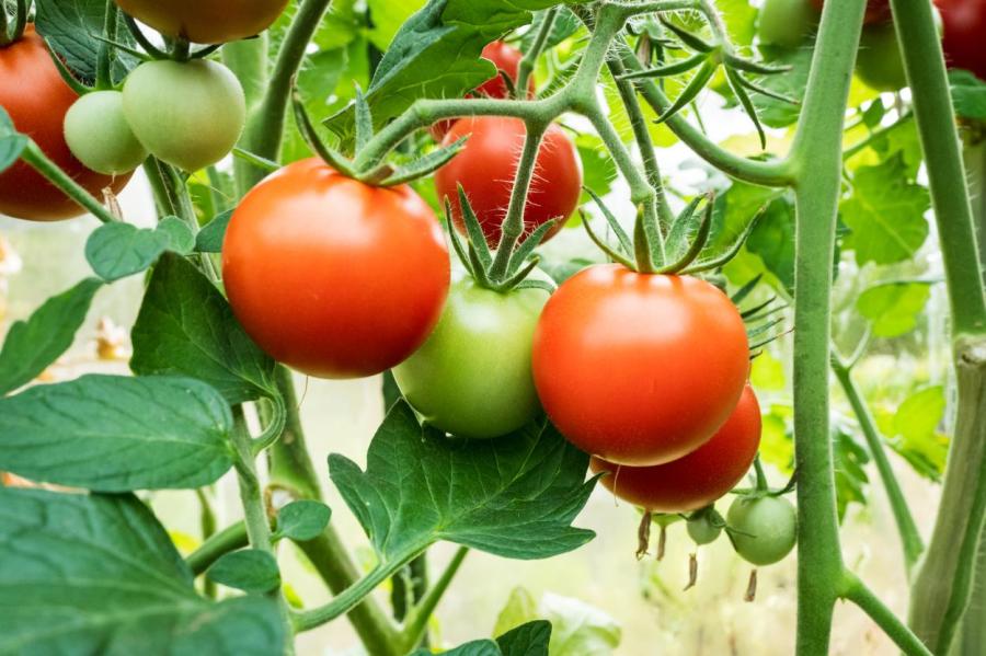 Не делайте так никогда: ошибки, из-за которых будет плохой урожай помидоров
