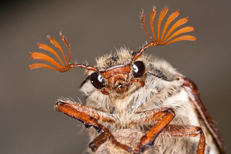 Защищаем огород от майского жука: 3 способа борьбы с вредителем