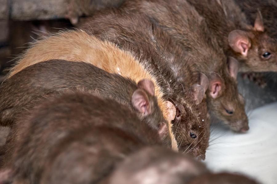 Крыса может заниматься сексом 122 раза в час