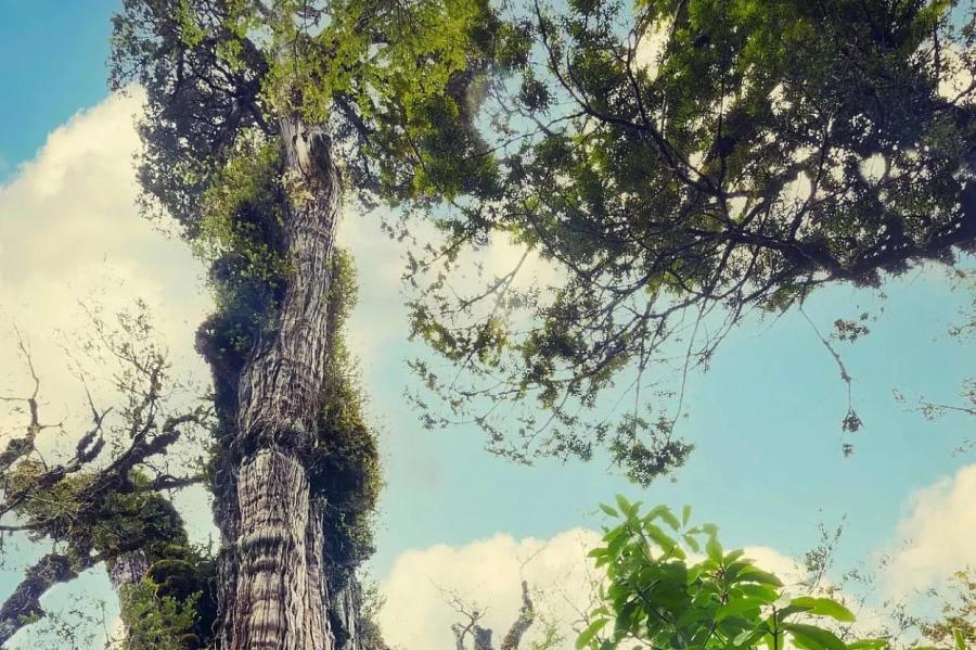 Найдено самое старое в мире дерево, которое застало древних людей