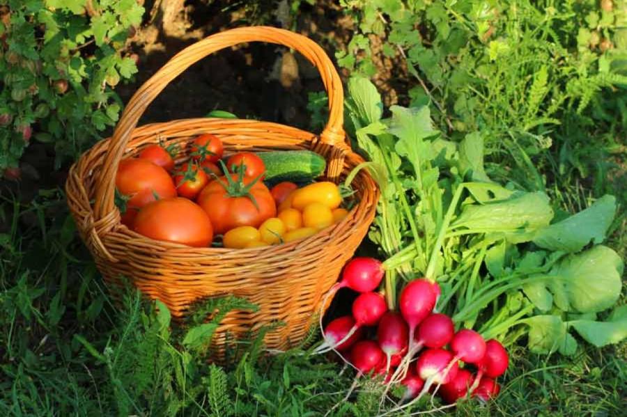 Эксперты назвали лучшие удобрения для огорода. Вы ими пользуетесь?