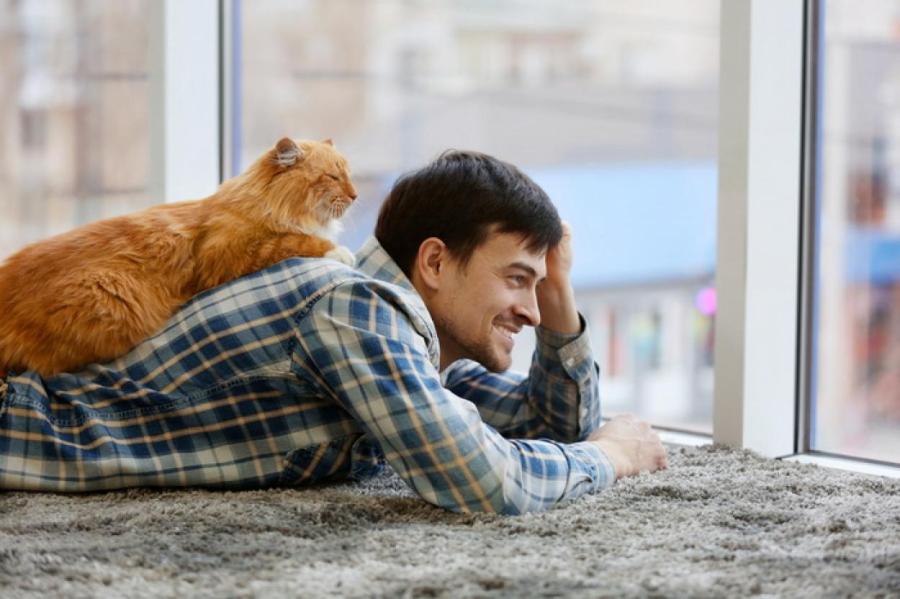 BB.lv: Почему коты «сходят с ума», когда смотрят в окно