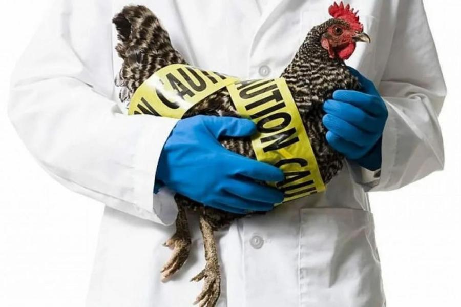 Обнаруженный в Латвии птичий грипп опасен для людей - эпидемиолог
