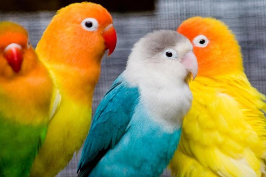 Как научить говорить волнистого попугая Каких попугаев можно научить говорить
