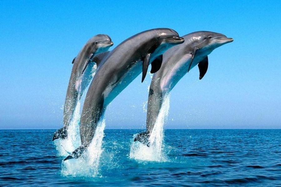 Дельфин насилует пловчиху