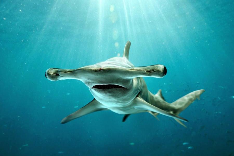 Зачем акула-молот задерживает дыхание
