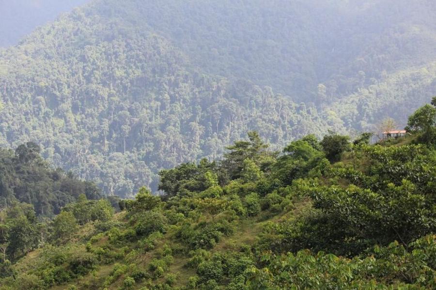 В джунглях Колумбии после авиакатастрофы нашли живыми четверых детей