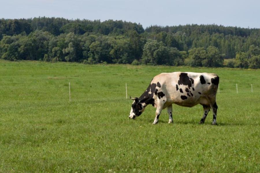 В молочной отрасли Латвии хотят объявить чрезвычайную ситуацию