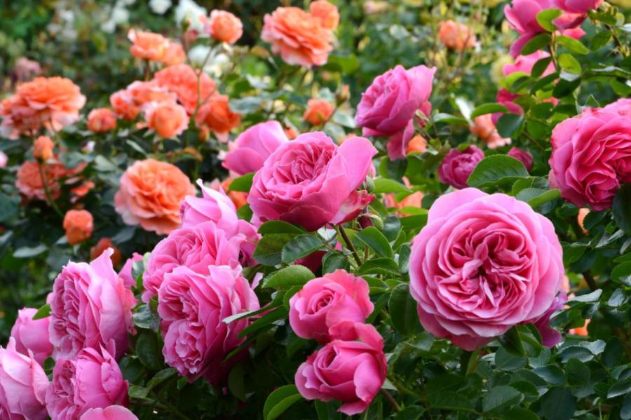 Как лечить розы без «химии»: народные средства от тли и других напастей