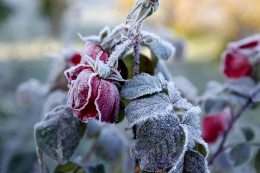 В Латвии подсчитали ущерб, нанесенный садам весенними заморозками