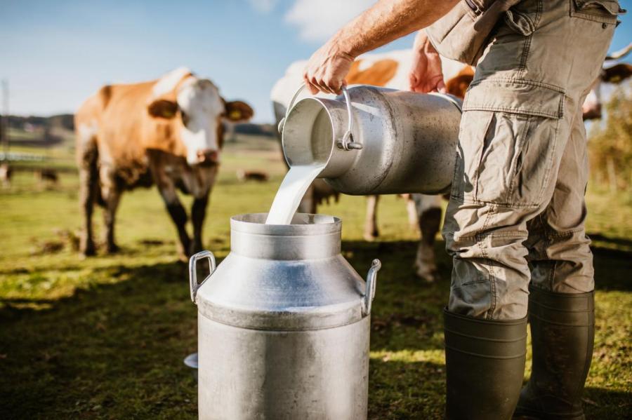 Молоко задаром: пастухи и доярки требуют помощи от Евросоюза