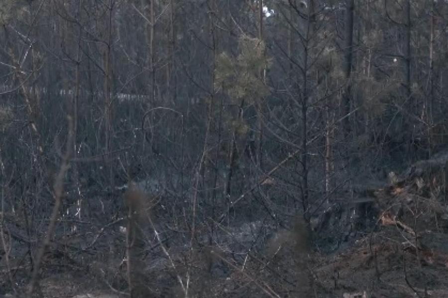 6 лет работы зря. Крупный лесной пожар в Кекавском крае уничтожил молодняк