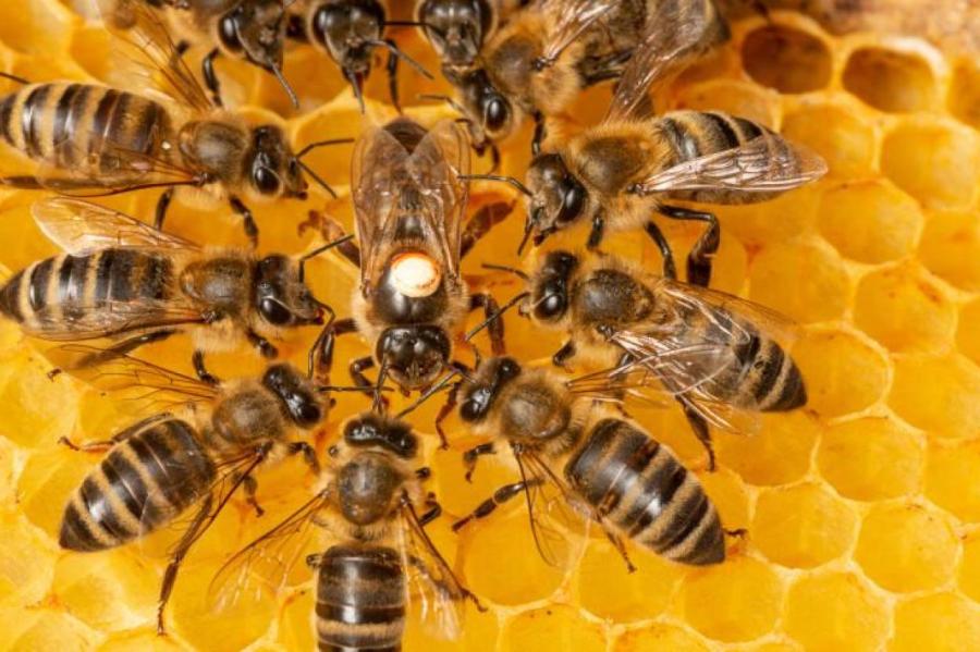 Как пчёлы научились самостоятельно открывать бутылки (Видео)