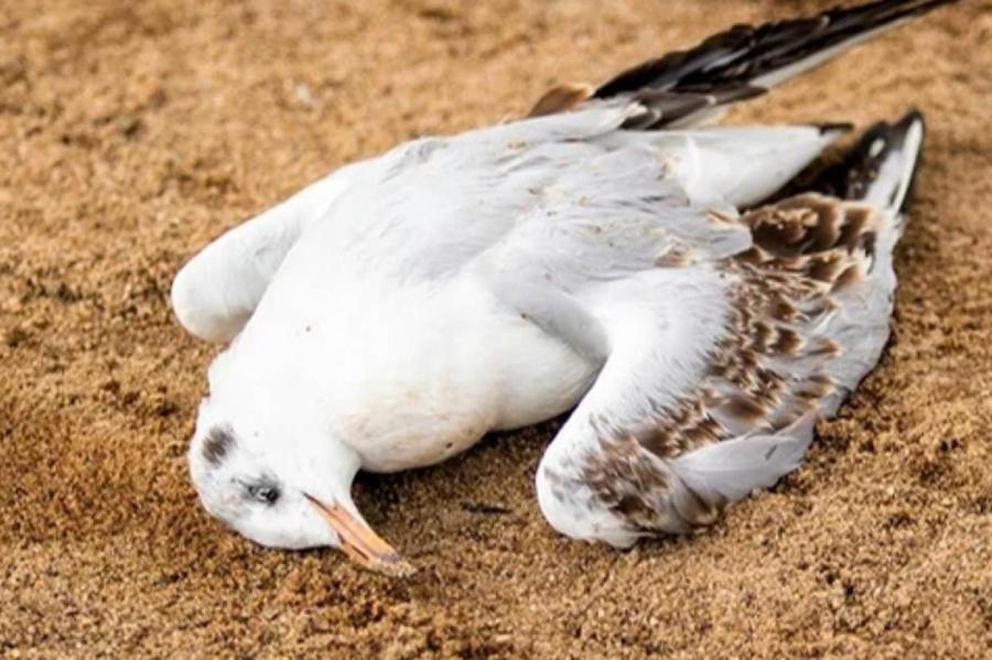 Болеют птицы, а страдают люди: жителей Латвии выгоняют с пляжей