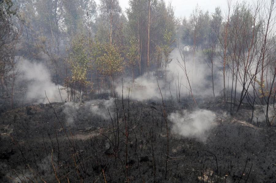 Рядом с Вентспилсской нефтяной базой вспыхнули лесные пожары