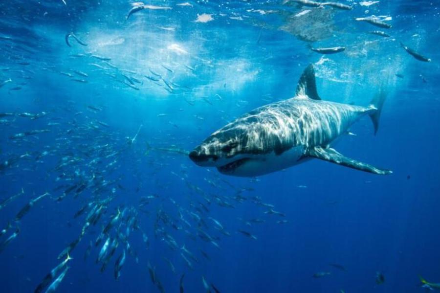 В Испании акула посеяла панику среди отдыхающих на мелководье (ВИДЕО)